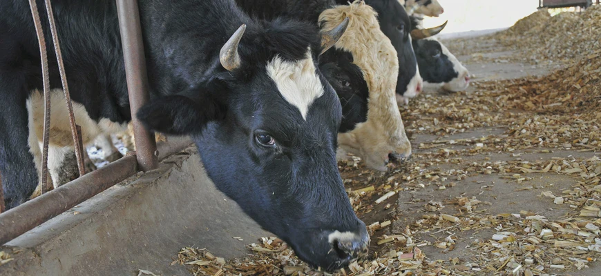 krowy w&nbsp;zagrodzie