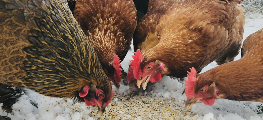 kury jedzące ziarno