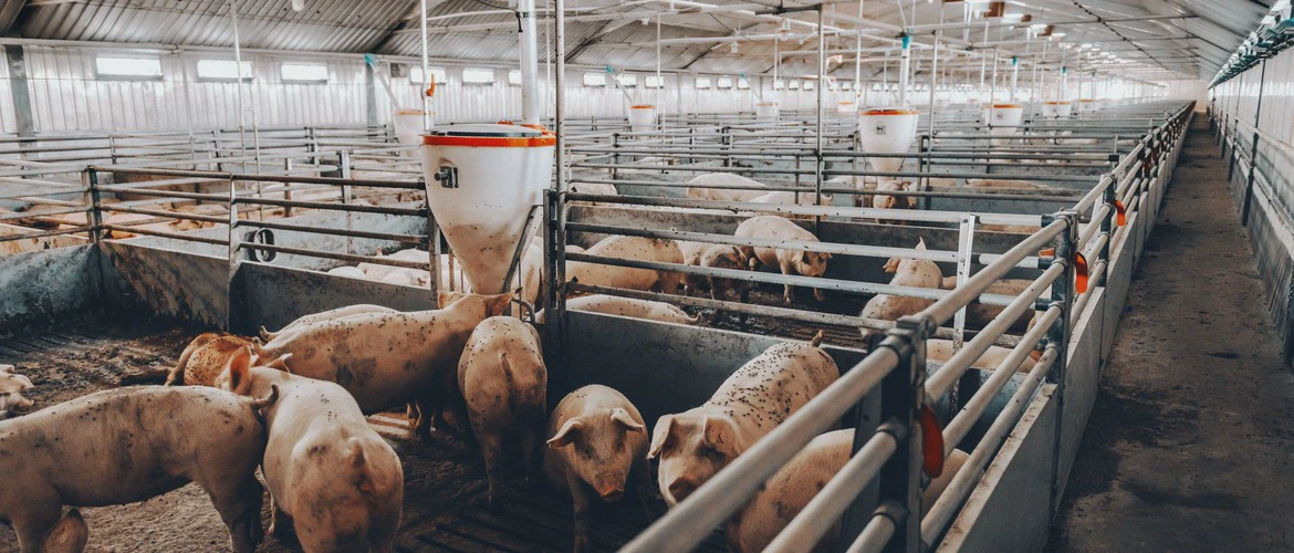 prosiaki w zagrodach