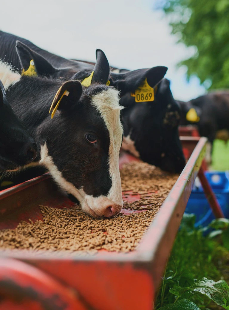 Krowy jedzące pasze