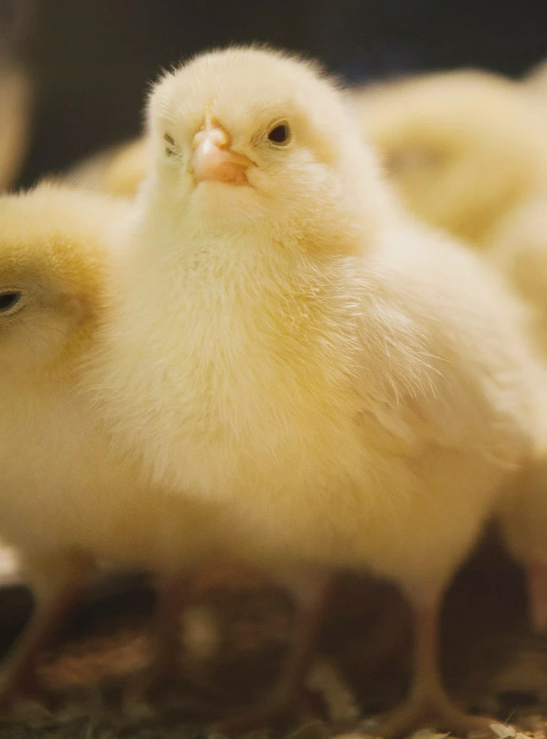 Małe kurcząta