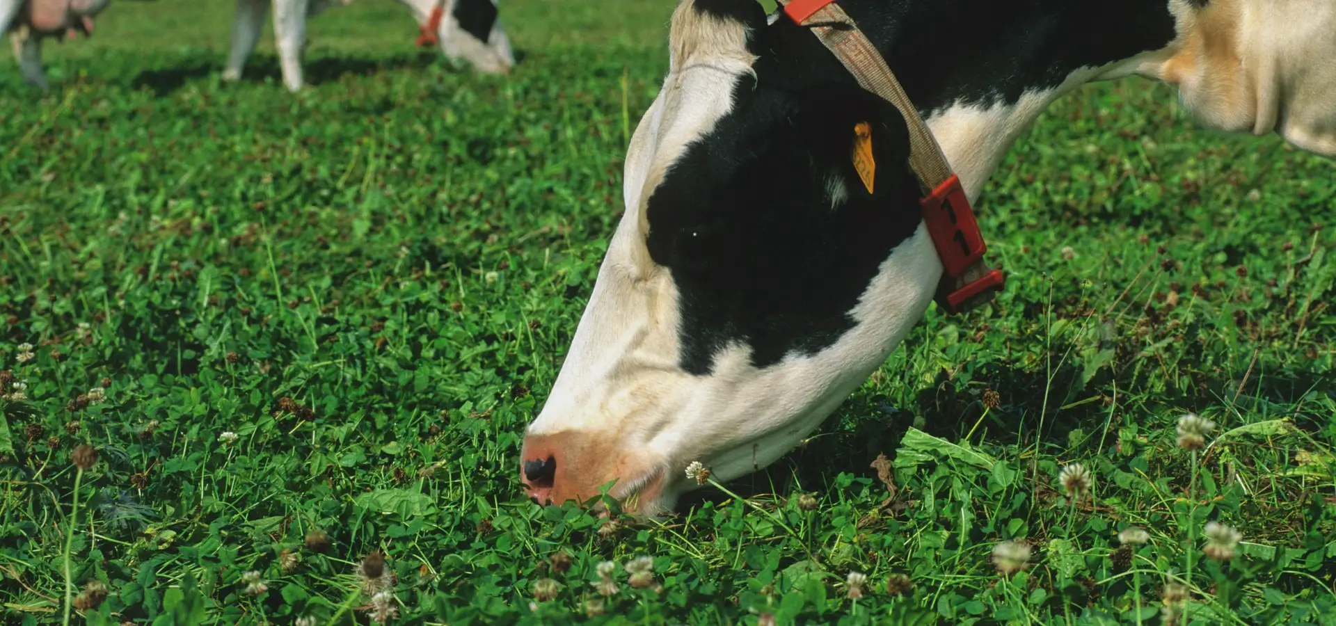 Krowa jedząca trawę
